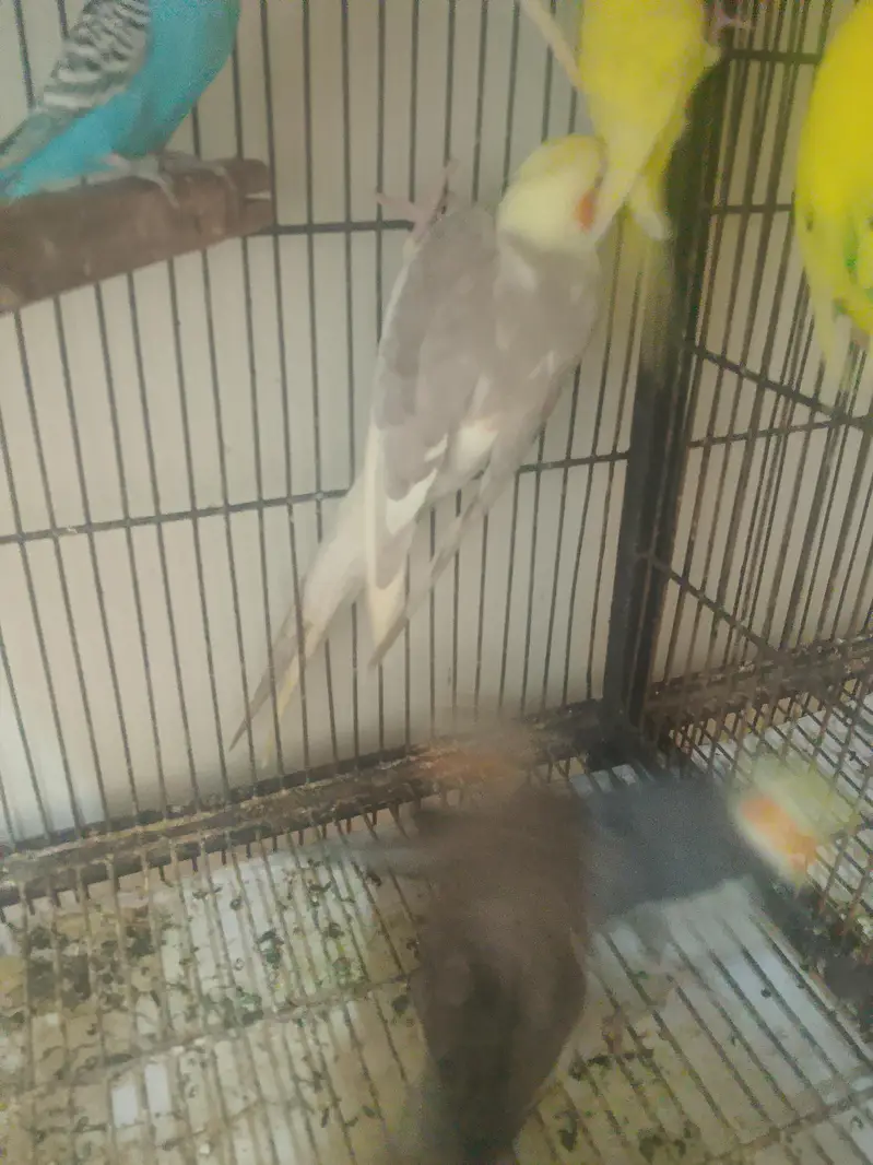 cockatiel and Australian birds for sale — photo 5