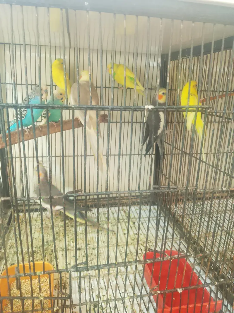 cockatiel and Australian birds for sale — photo 6