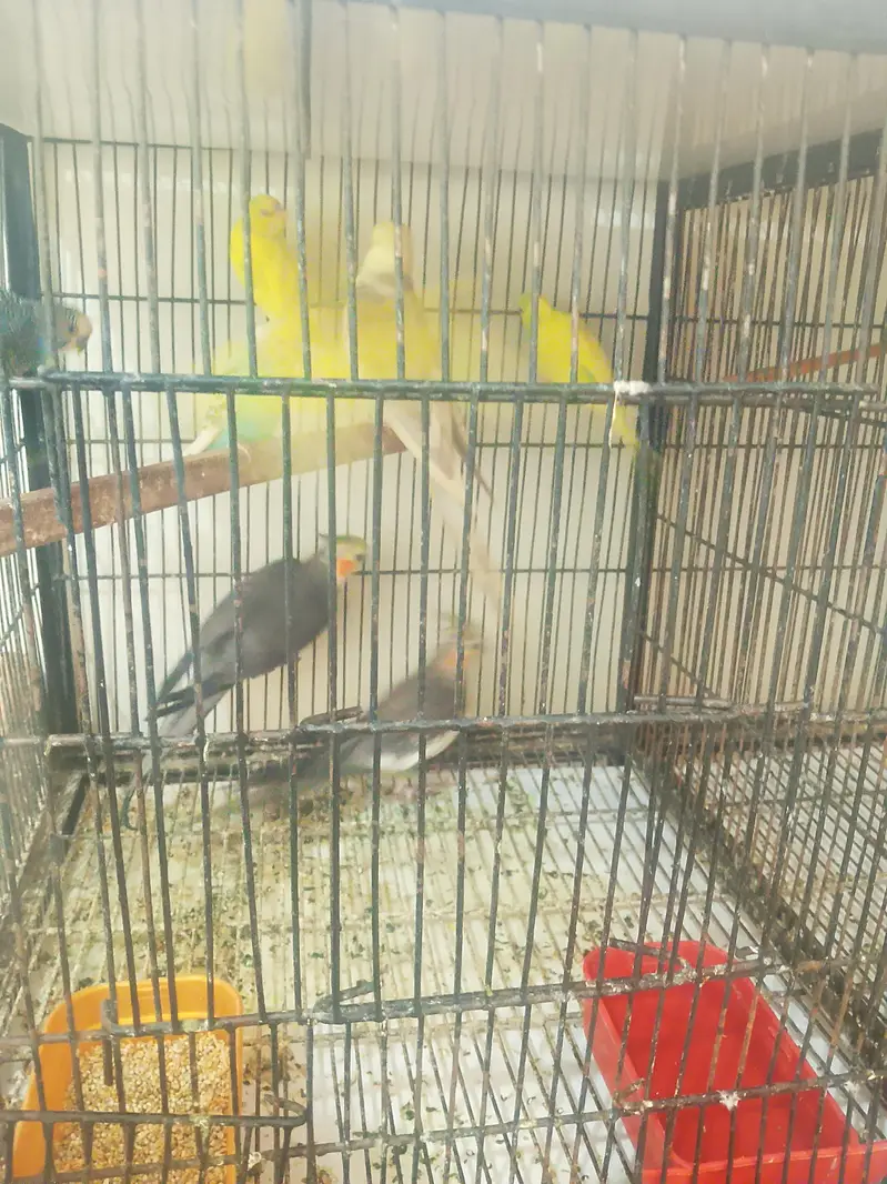 cockatiel and Australian birds for sale — photo 7