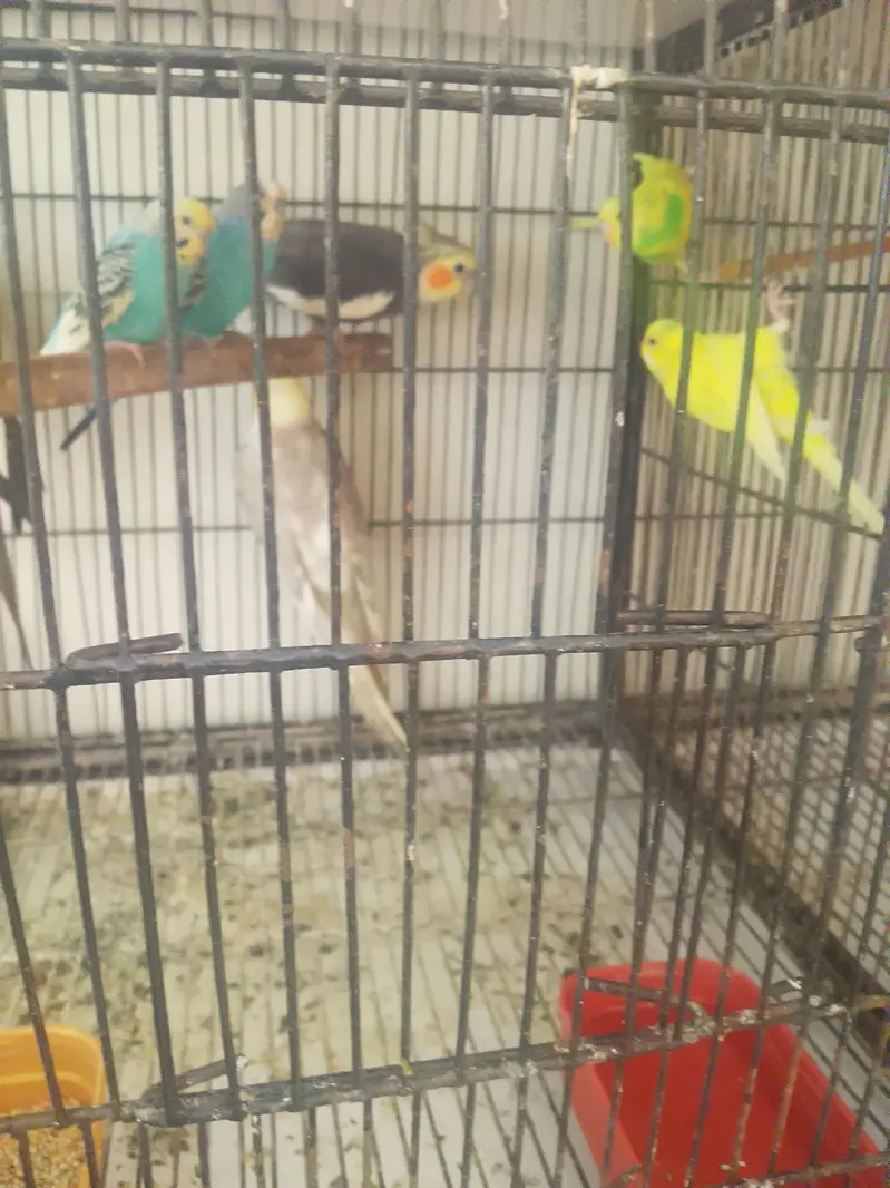 cockatiel and Australian birds for sale — photo 9