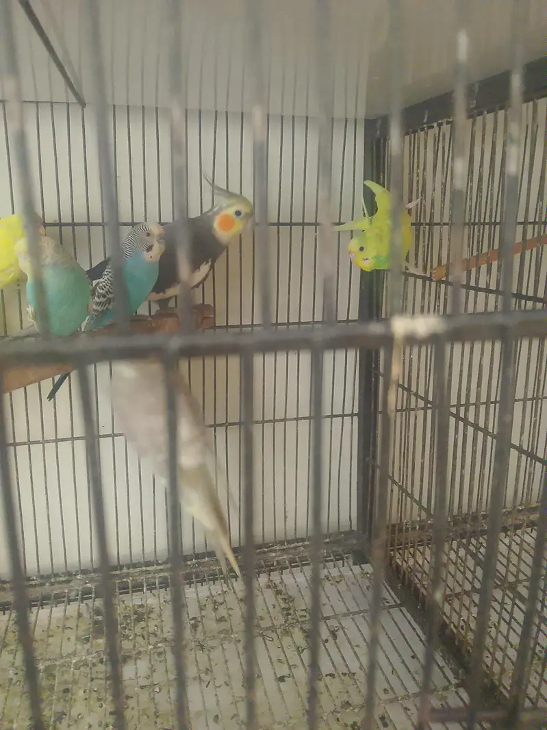 cockatiel and Australian birds for sale — photo 10
