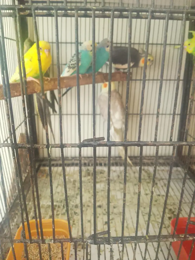 cockatiel and Australian birds for sale — photo 11