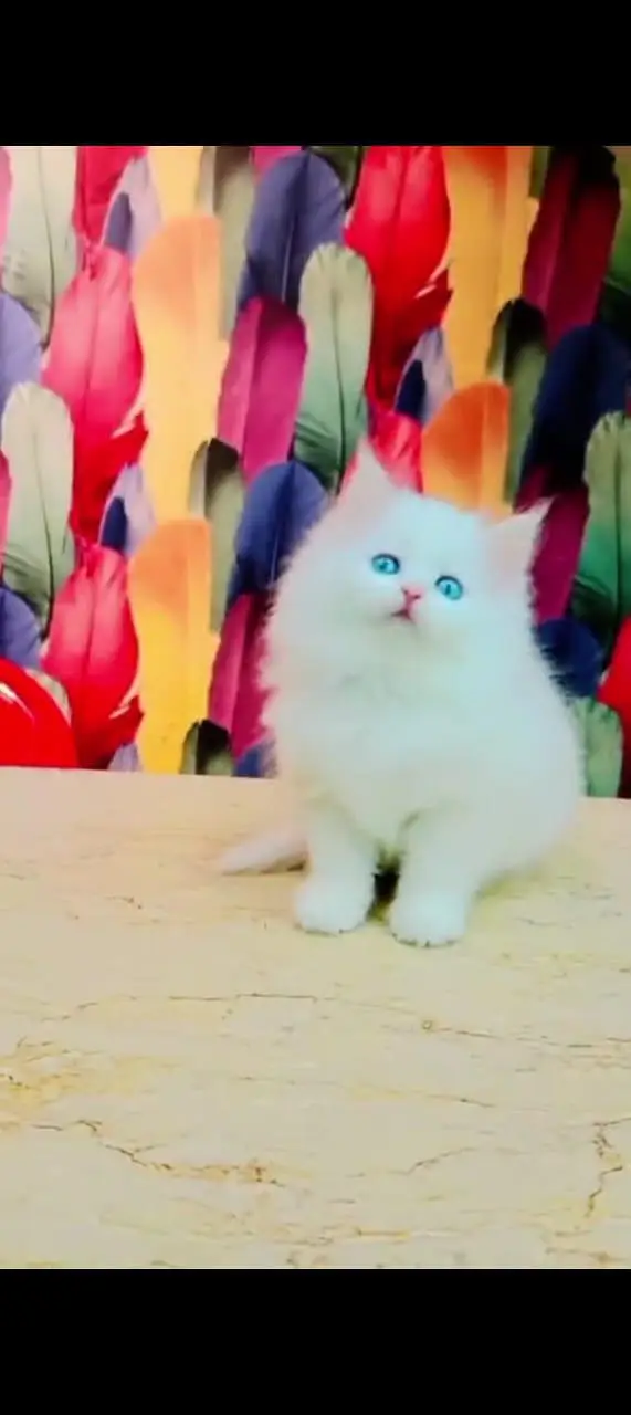 Persian cat for sale male or female my WhatsApp03427950734 — photo 3