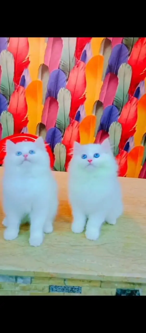 Persian cat for sale male or female my WhatsApp03427950734 — photo 5
