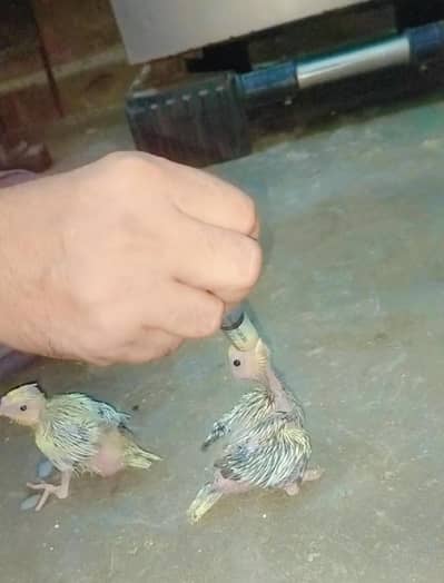 Cocktail chick's Ready to Hand thim