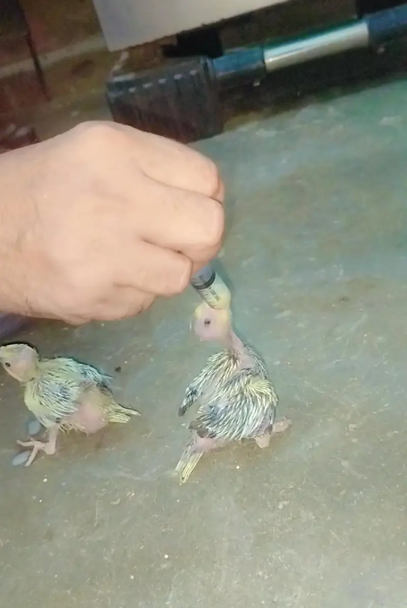 Cocktail chick's Ready to Hand thim — photo 4