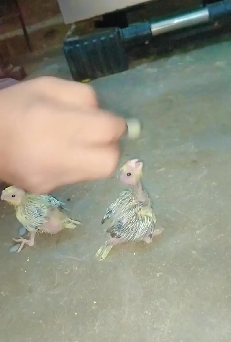 Cocktail chick's Ready to Hand thim — photo 6