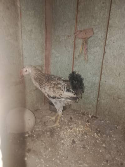 700 for sale