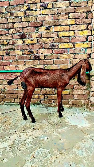 peur nagri path for sale