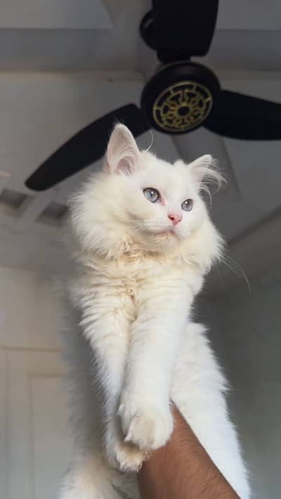Pure persian breed