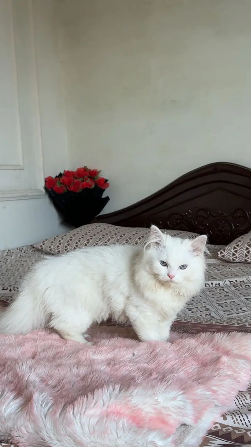 Pure persian breed — photo 2