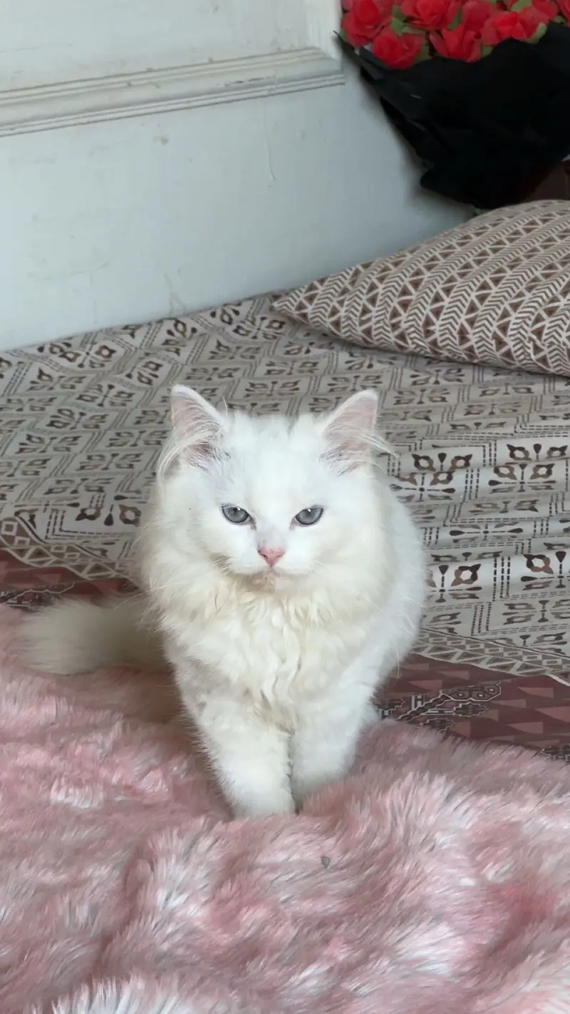 Pure persian breed — photo 3