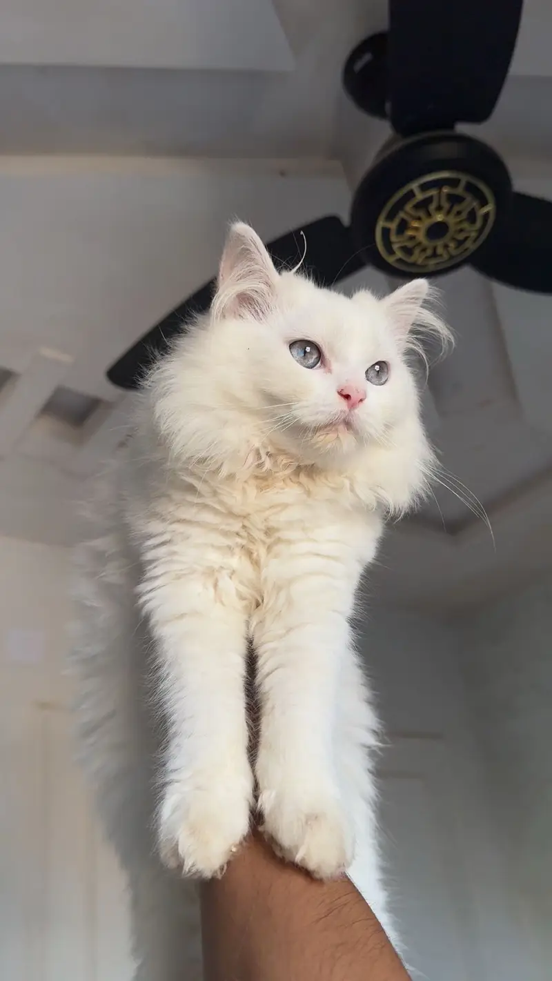 Pure persian breed — photo 4