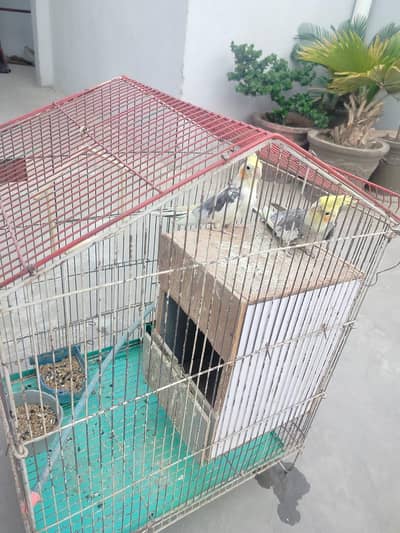 white and grey