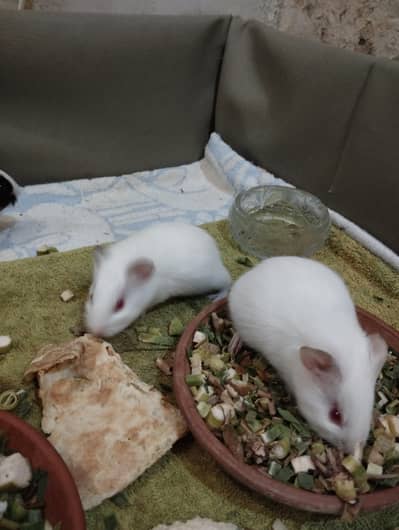 ginea pigs