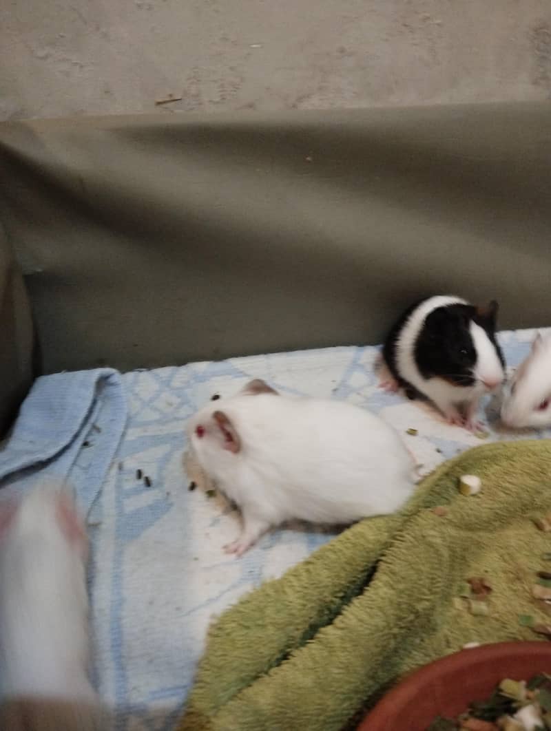 guinea pigs 1
