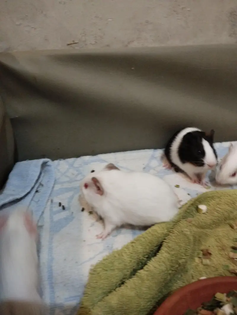 guinea pigs — photo 2