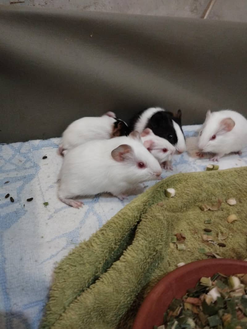 guinea pigs 2
