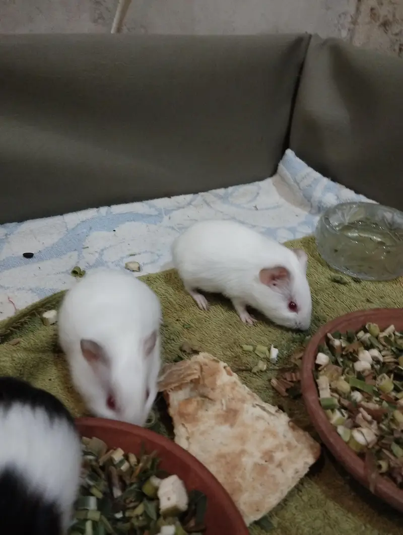 guinea pigs — photo 4