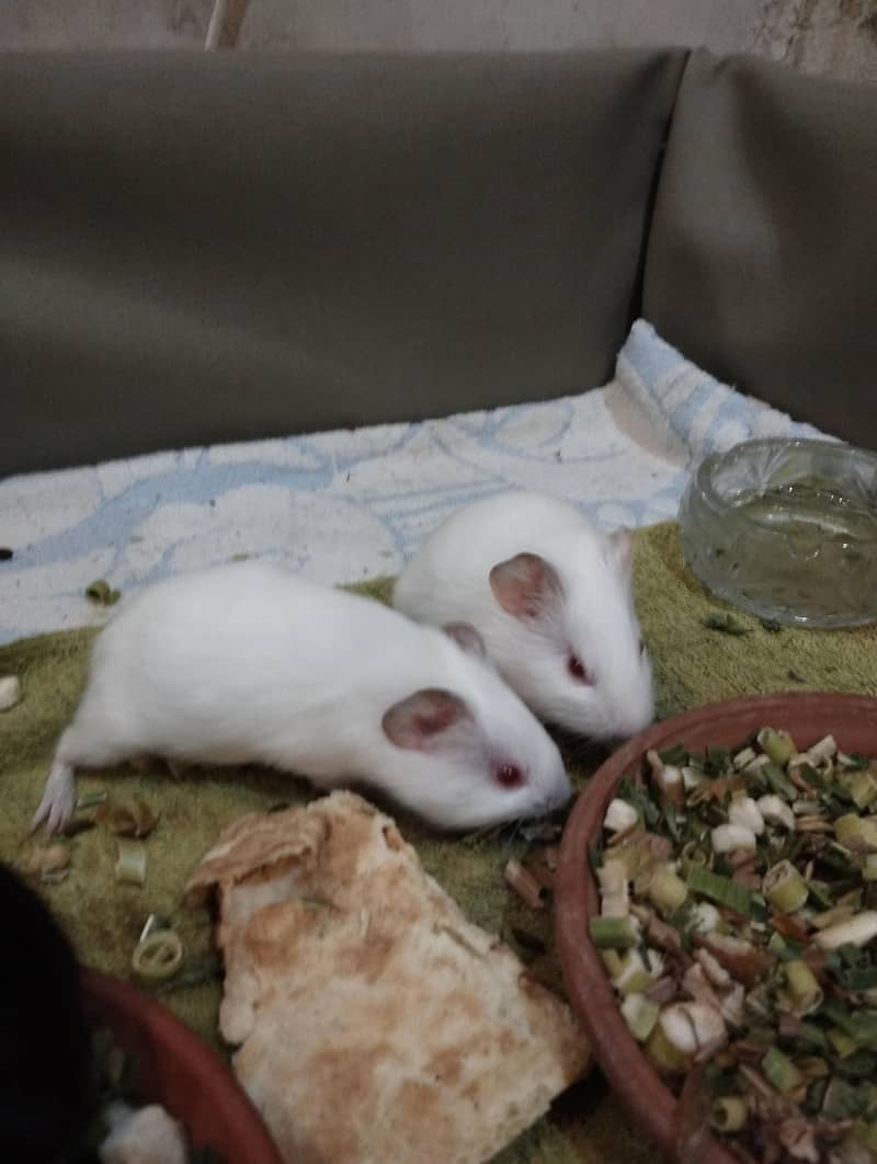 guinea pigs 4
