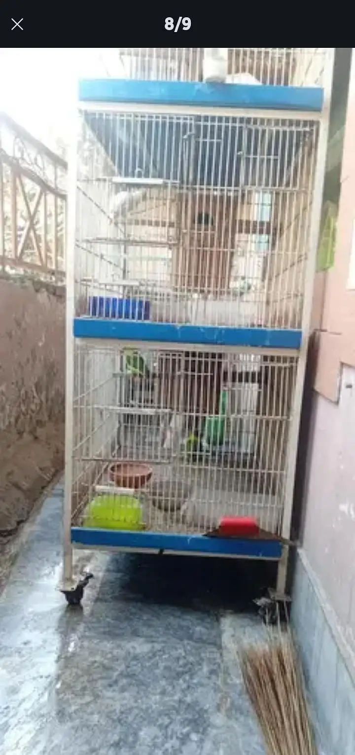 5 pair love birds  and 1 cage 5 potions — photo 2