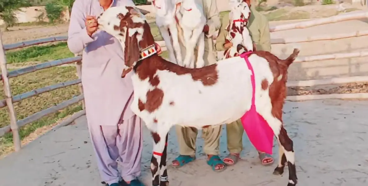 Desi Bakri Our 3 Bacchon Ka Sath Urgent for sale/ 03081612776 — photo 2