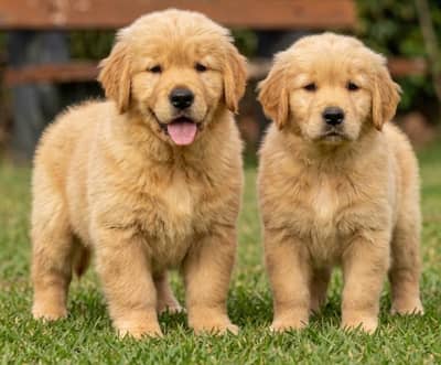 Golden Retriever Puppies For Sale