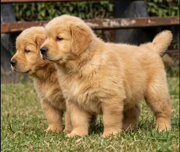 Golden Retriever Puppies For Sale — photo 2
