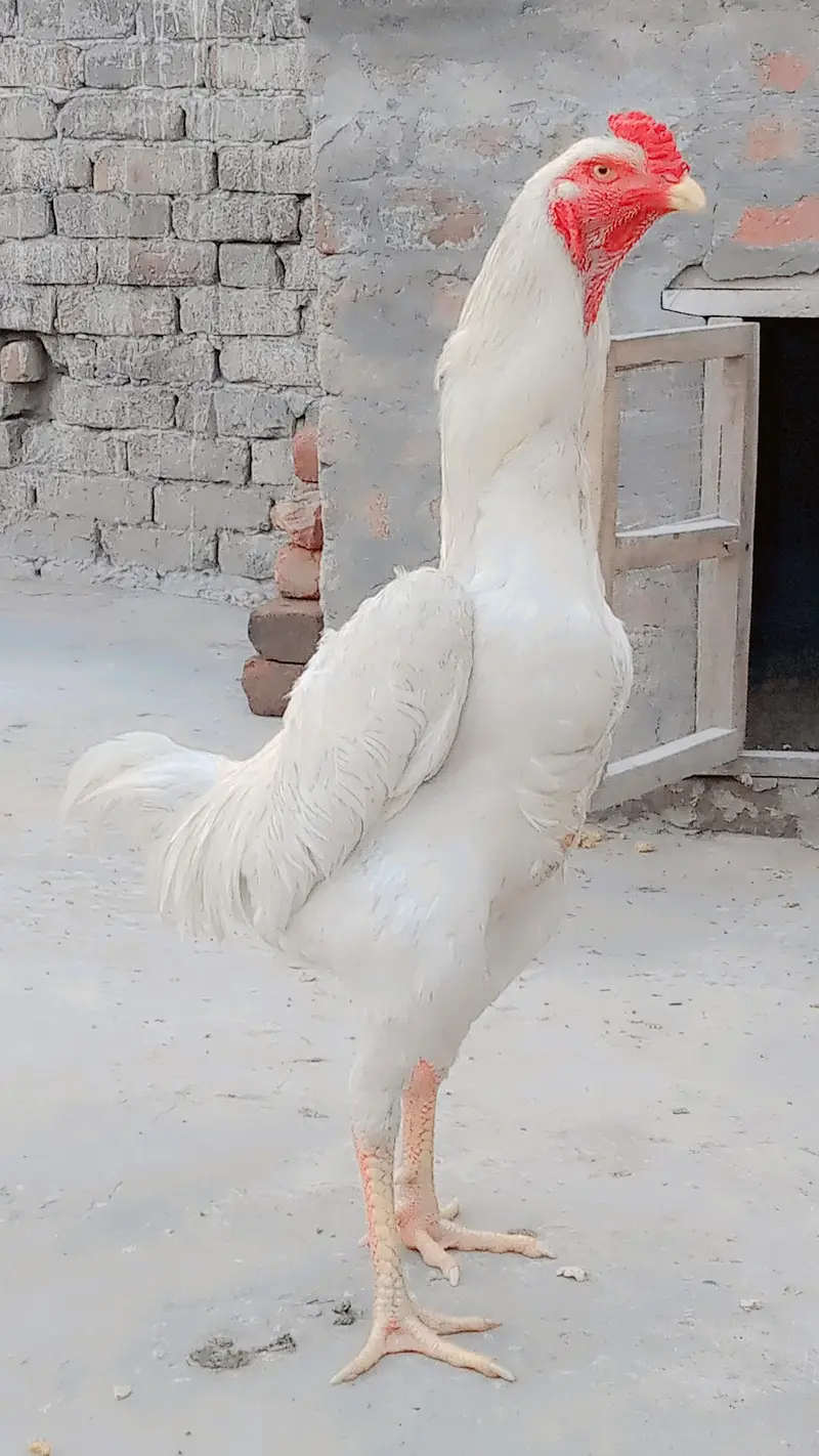 Aseel shamo — photo 2
