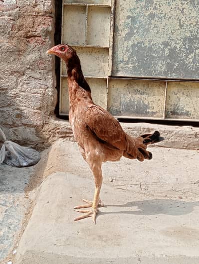 A1 QUALITY birds
