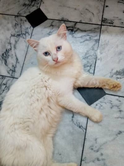 percian cat pair male and female cat price each 15000