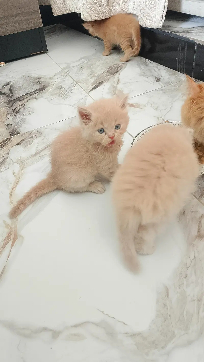 2 male 1 female peki blood line — photo 7