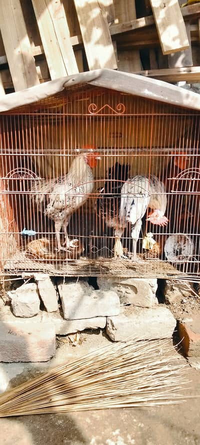 Ghar kepalayhuay