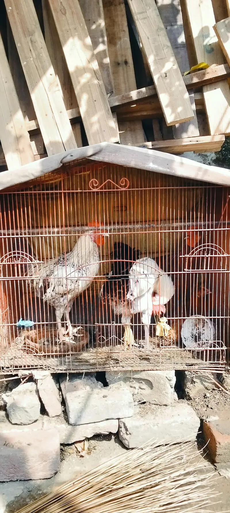 Ghar kepalayhuay — photo 2