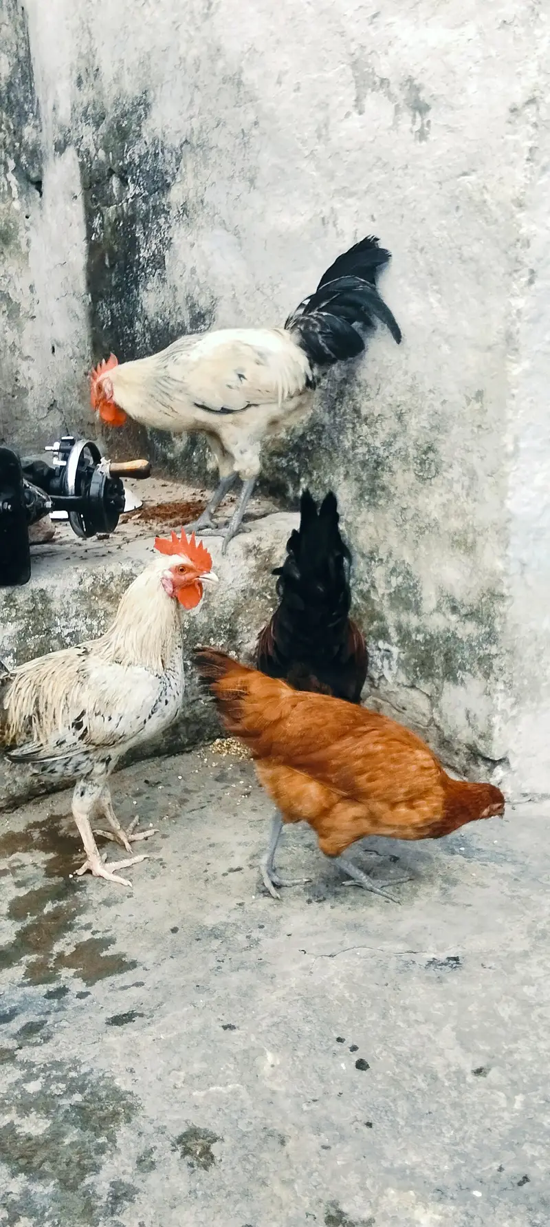 Ghar kepalayhuay — photo 3