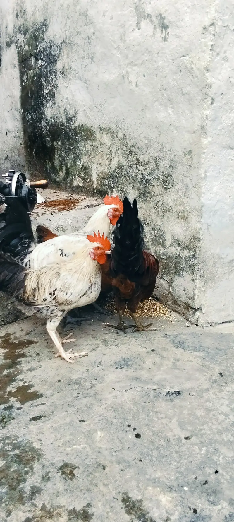 Ghar kepalayhuay — photo 4