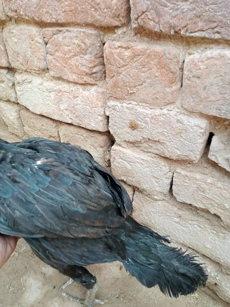 Aseel Mianwali and Lasaani cross mushka pair — photo 2