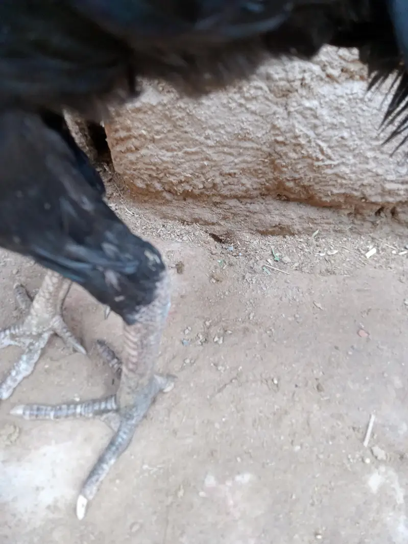 Aseel Mianwali and Lasaani cross mushka pair — photo 3