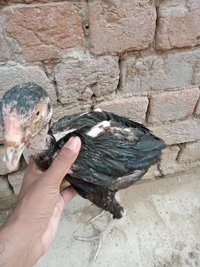 Aseel Mianwali and Lasaani cross mushka pair — photo 5