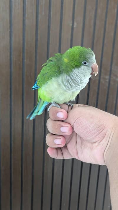 Hand tamed 0-Bite | Monks, Ringnecks, Sun Conures, Kashmiri Pahari Etc
