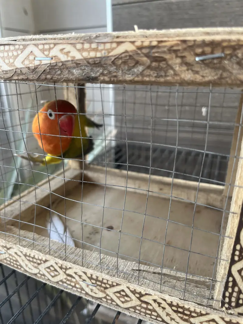 Lovebird opaline male euwing