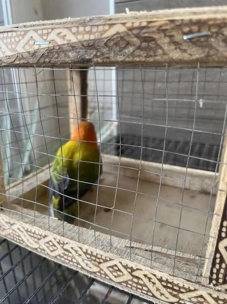 Lovebird opaline male euwing — photo 2