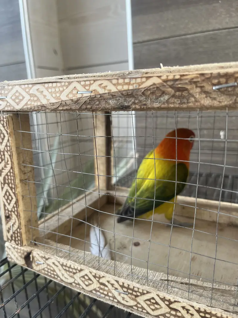 Lovebird opaline male euwing — photo 3