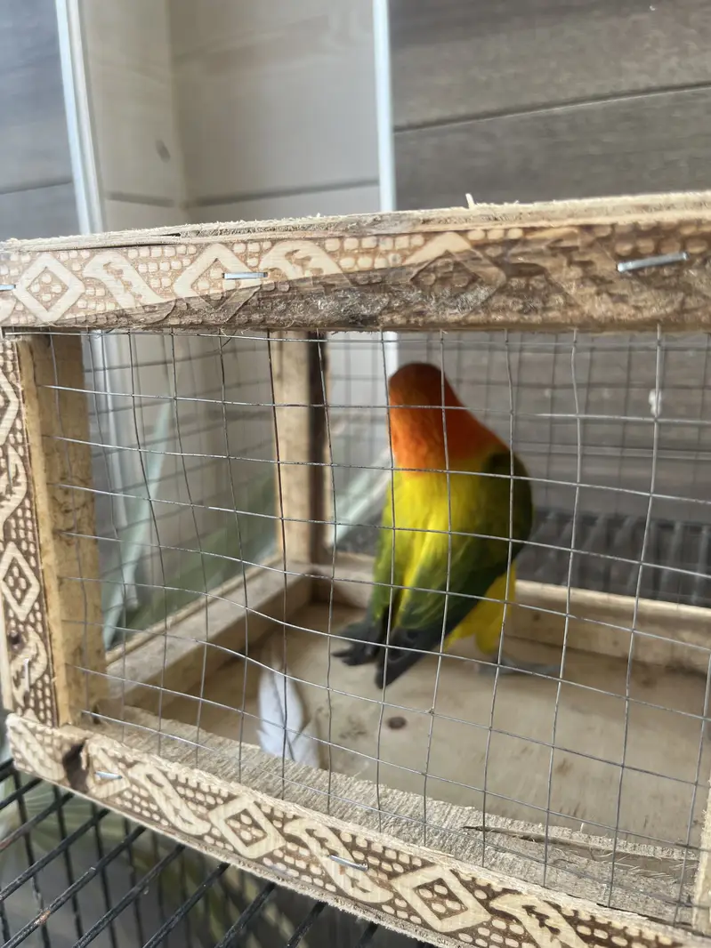 Lovebird opaline male euwing — photo 4