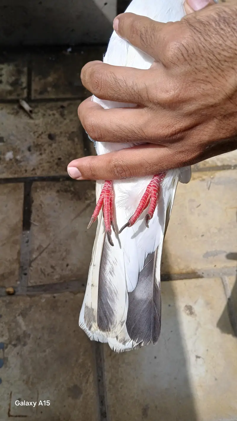 High flyer male — photo 4