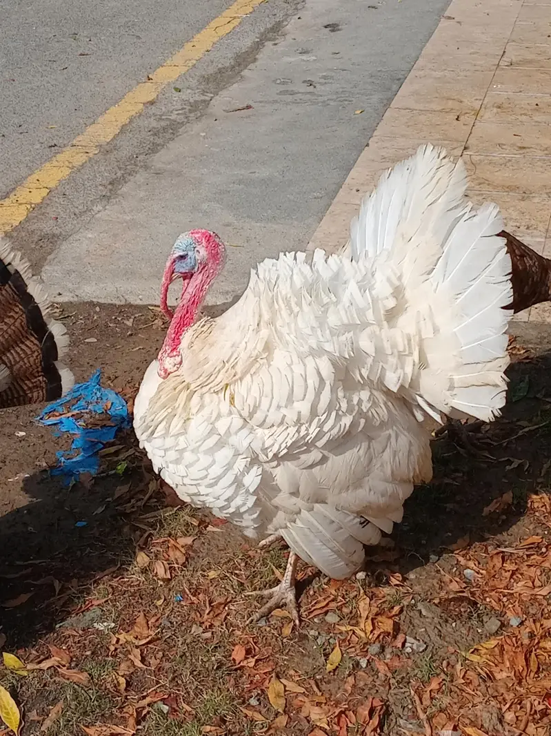 Turkey Breeder Males — photo 2