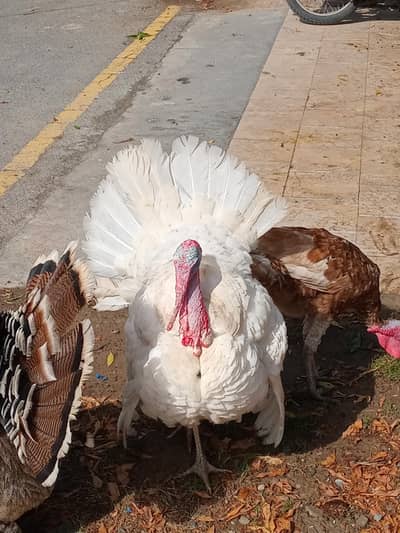 Turkey Breeder Males