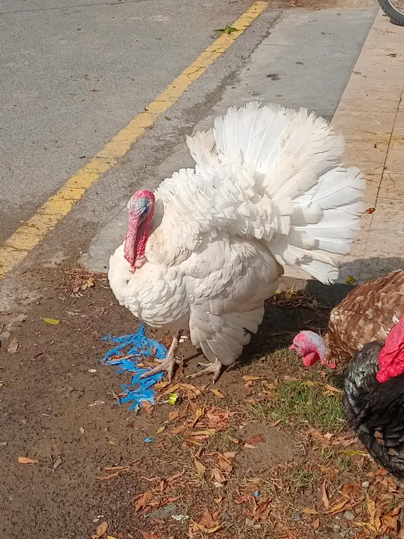 Turkey Breeder Males — photo 3