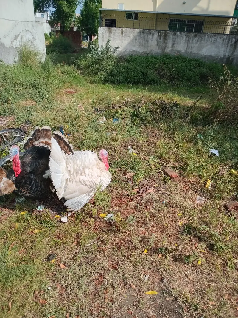 Turkey Breeder Males — photo 4