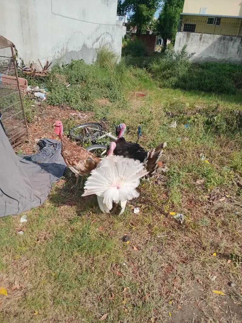 Turkey Breeder Males — photo 5
